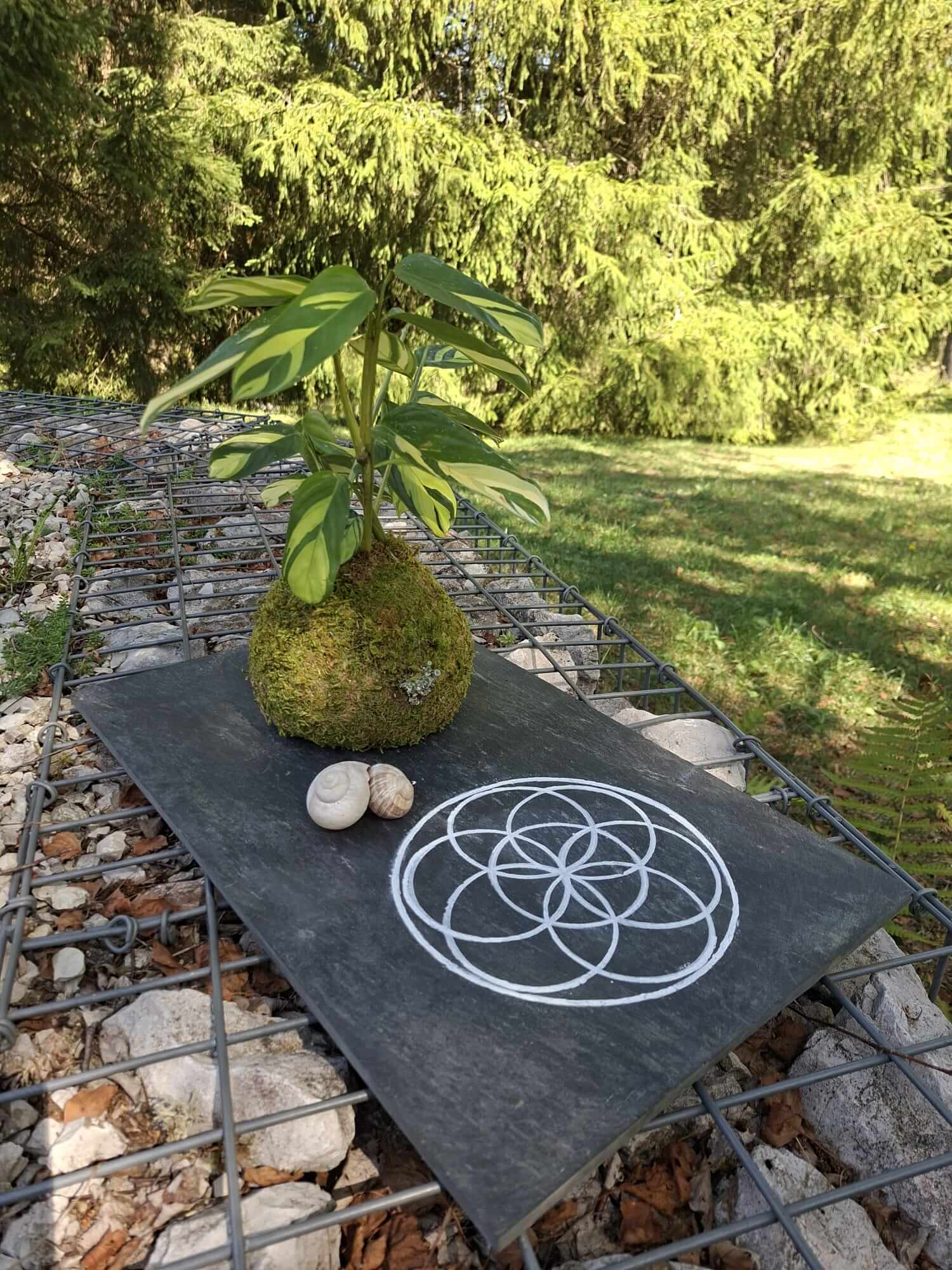 Kokedama e grelha para cristais em ardósia com Flor da Vida